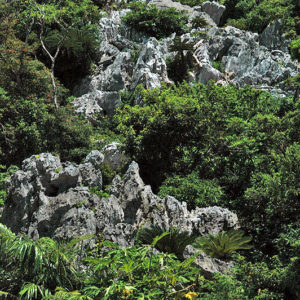 大石林山01-04・熱帯カルスト地形