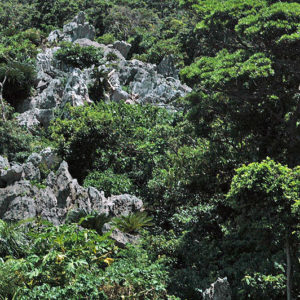 大石林山01-05・熱帯カルスト地形