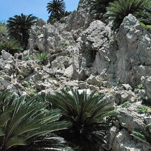 大石林山01-07・熱帯カルスト地形