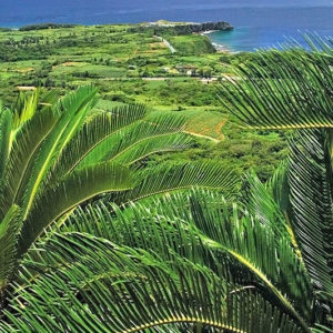 大石林山01-12・熱帯カルスト地形