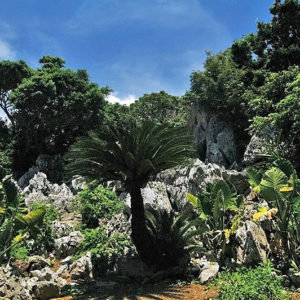 大石林山01-14・熱帯カルスト地形