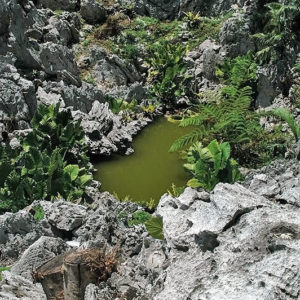 大石林山01-15・熱帯カルスト地形