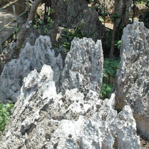 大石林山01-22・熱帯カルスト地形