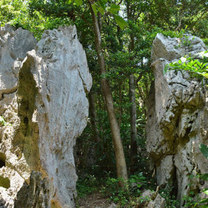 大石林山01-28・熱帯カルスト地形