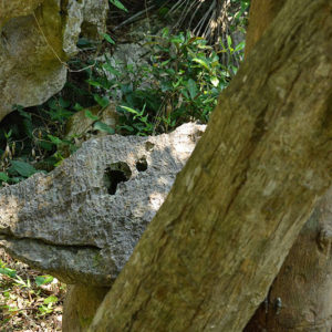 大石林山01-29・熱帯カルスト地形