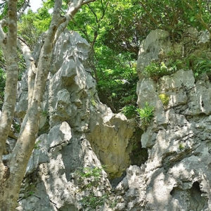 大石林山02-01・熱帯カルスト地形