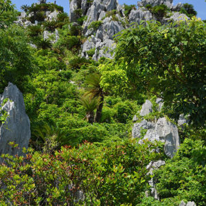 大石林山02-12・熱帯カルスト地形