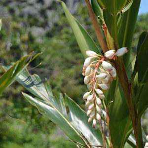 大石林山02-17・熱帯カルスト地形