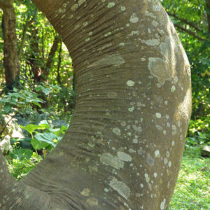 大石林山02-19・熱帯カルスト地形