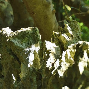 大石林山02-20・熱帯カルスト地形