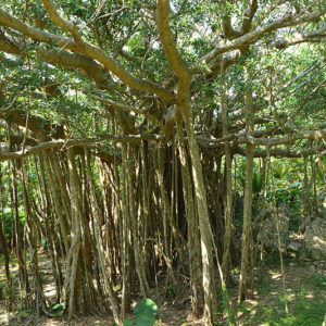 大石林山02-21・熱帯カルスト地形