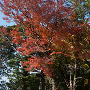 英彦山神宮点描001無料