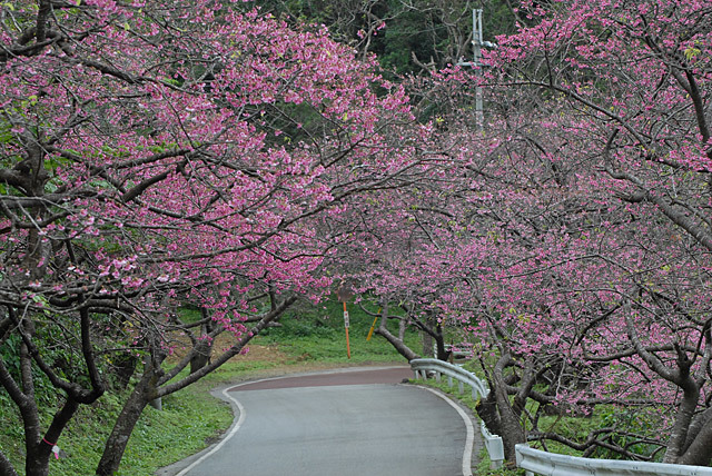 沖縄　八重岳　桜祭り