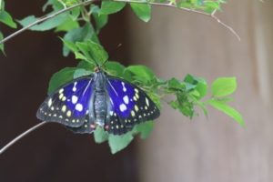日本の国蝶 オオムラサキ